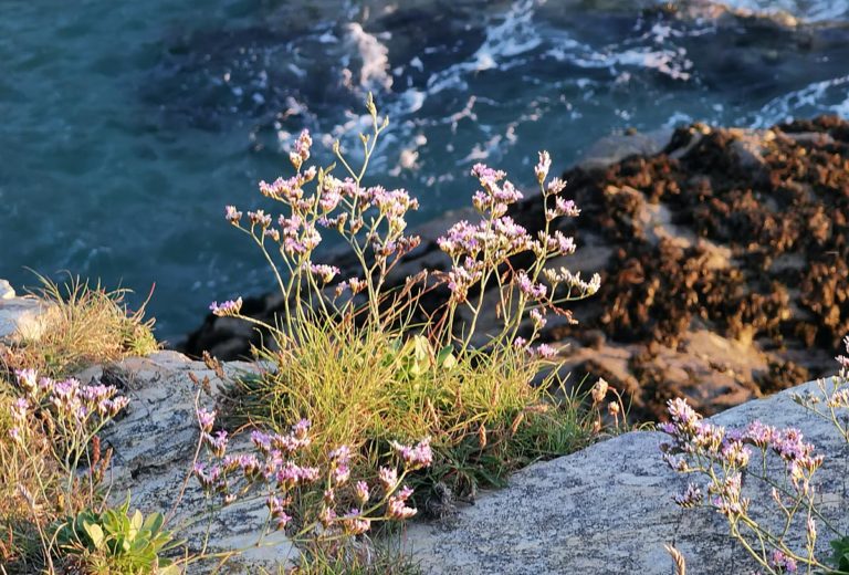 Rock Sea Lavender