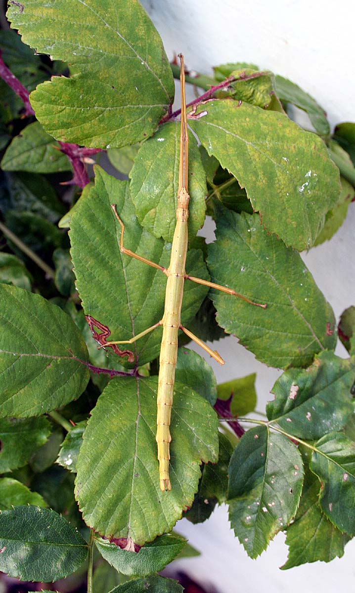 Unarmed Stick-insect